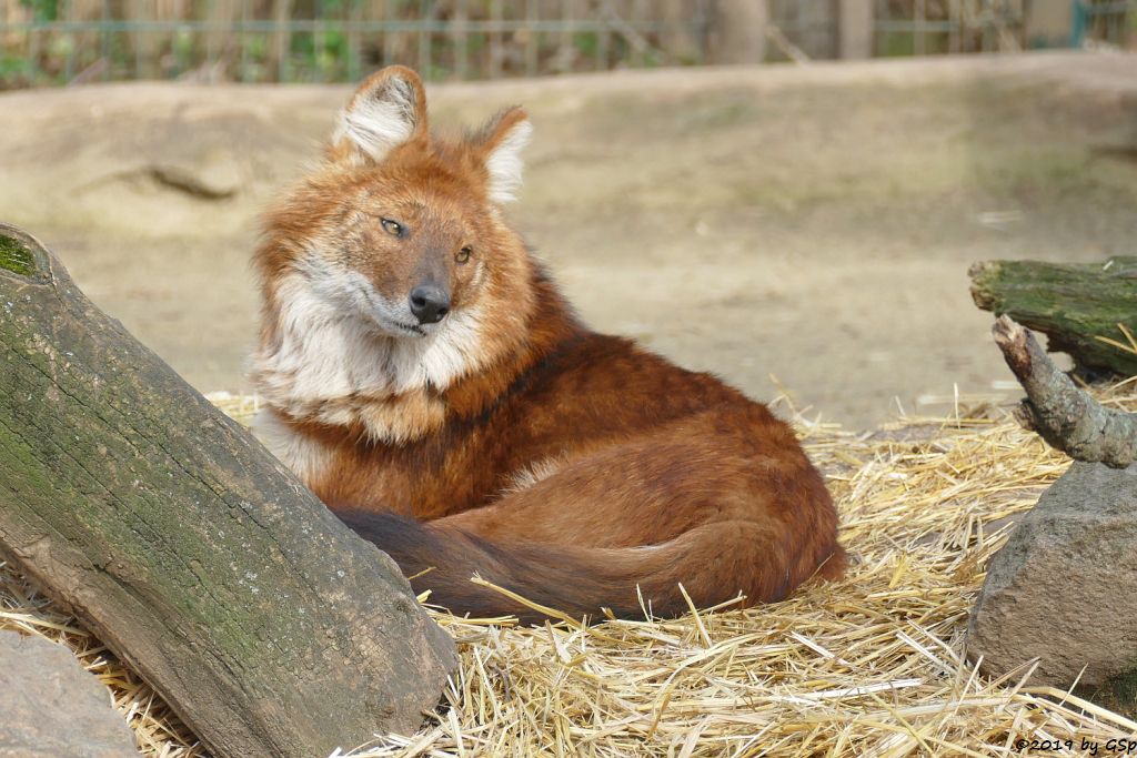 Kiangsi-Rothund (Kiangsi-Alpenwolf)