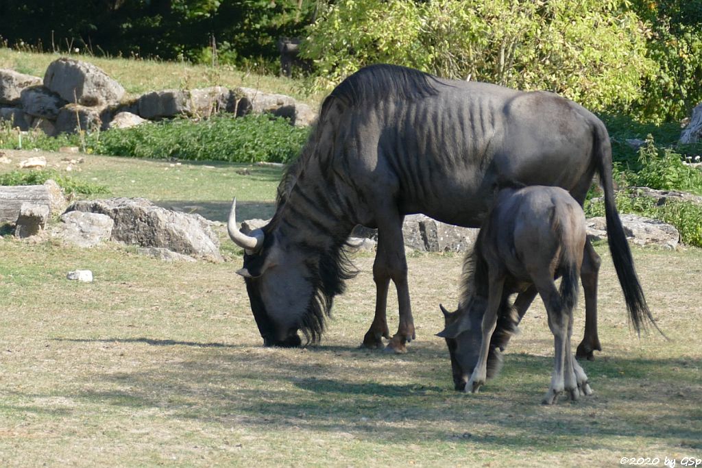 Südliches Streifengnu (Blaues Gnu)