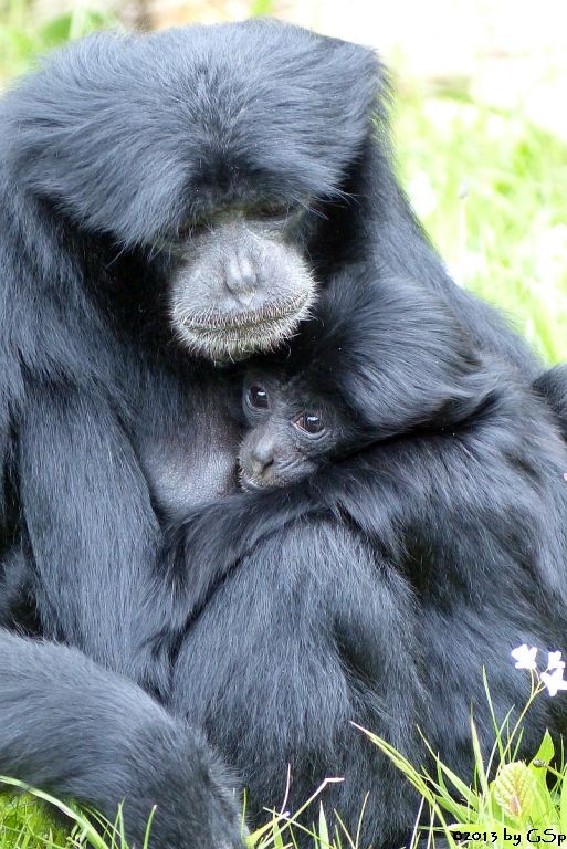 Siamang