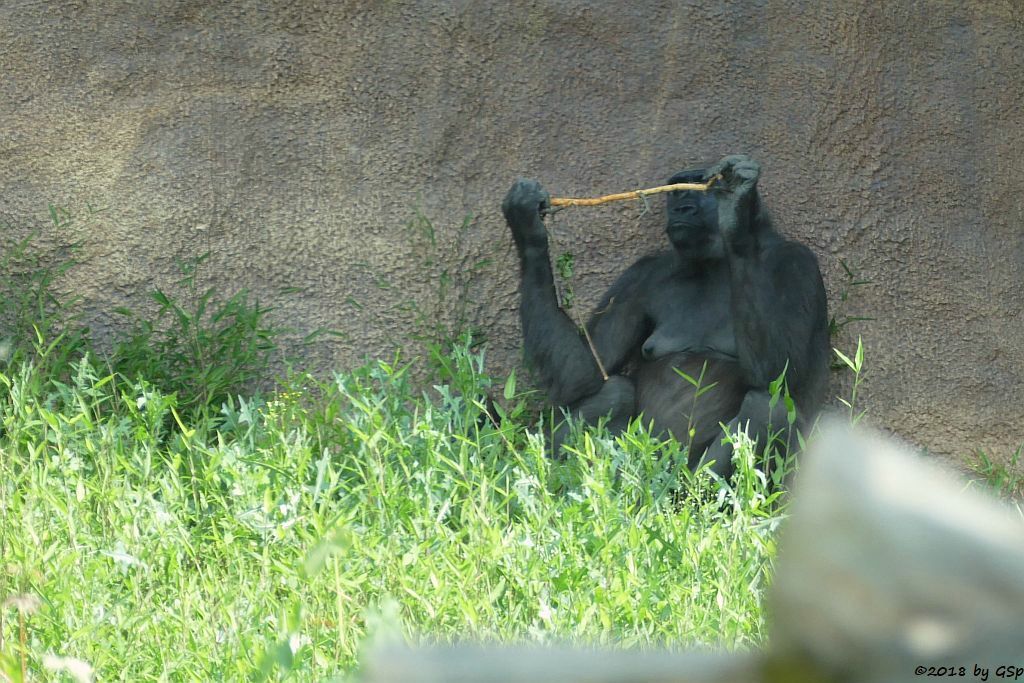 Flachlandgorilla