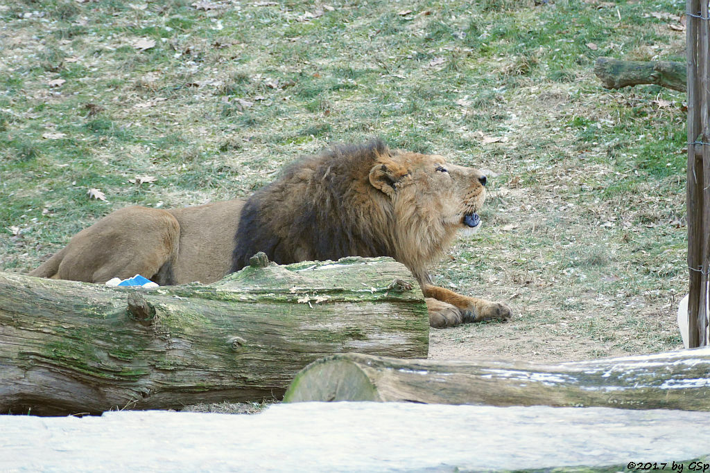 Asiatischer Löwe TEJAS