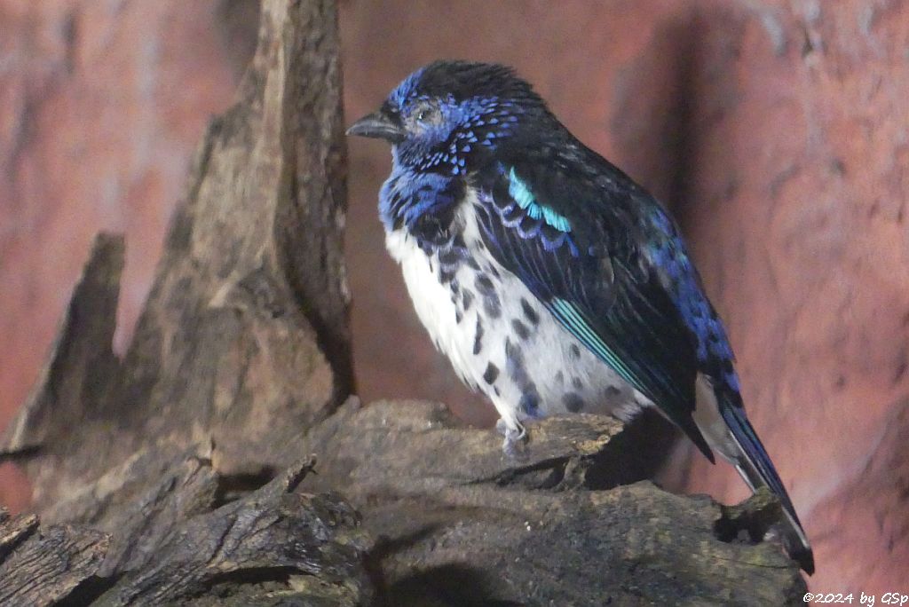 Zoo Halle: Türkistangare