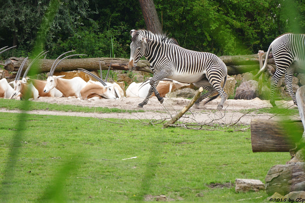 Säbelantilope, Grévy-Zebra