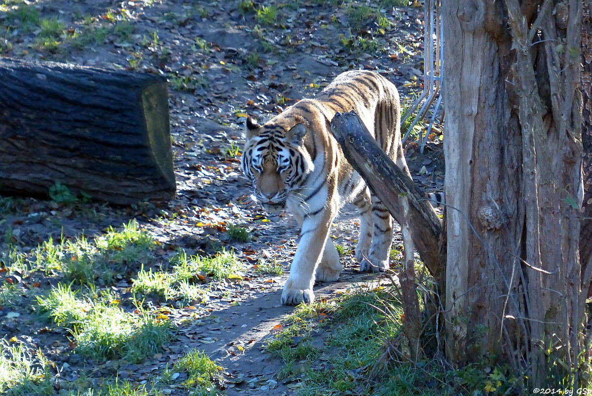 Sibirischer Tiger