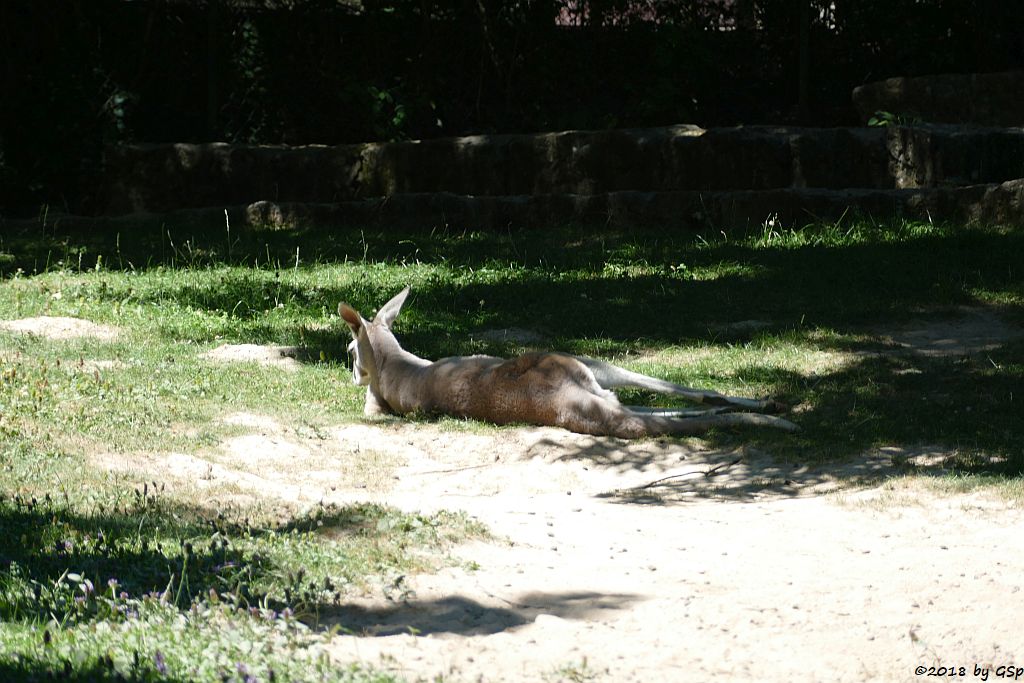 Rotes Riesenkänguru