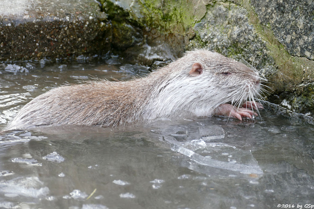 Nutria (Biberratte, Sumpfbiber)