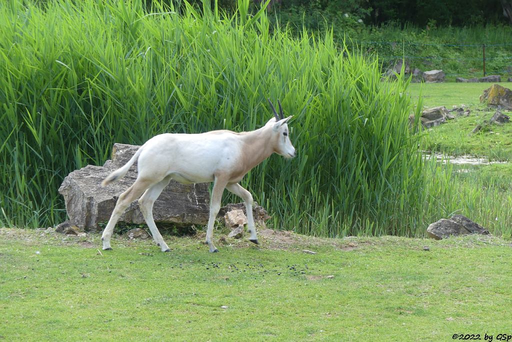 Säbelantilope