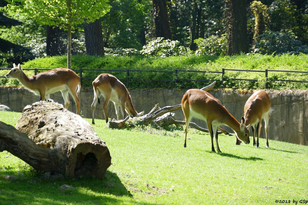 Kafue-Litschi (Letchwe, Kafue-Litschi-Wasserbock)