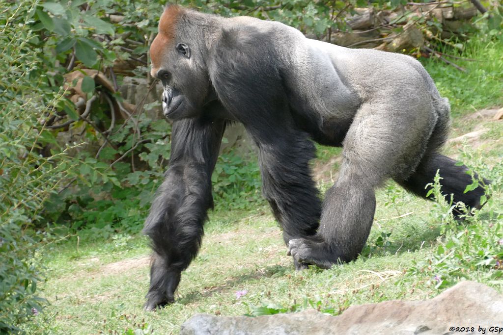 Flachlandgorilla ABEEKU