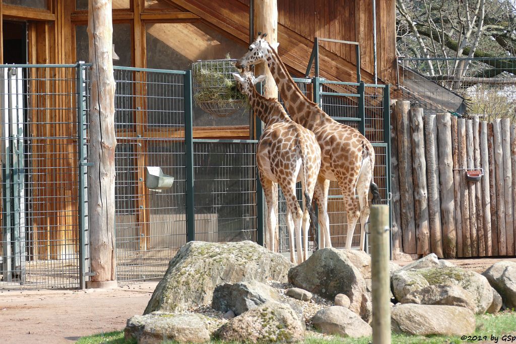 Rothschildgiraffe (Uganda-Giraffe, Baringo-Giraffe)