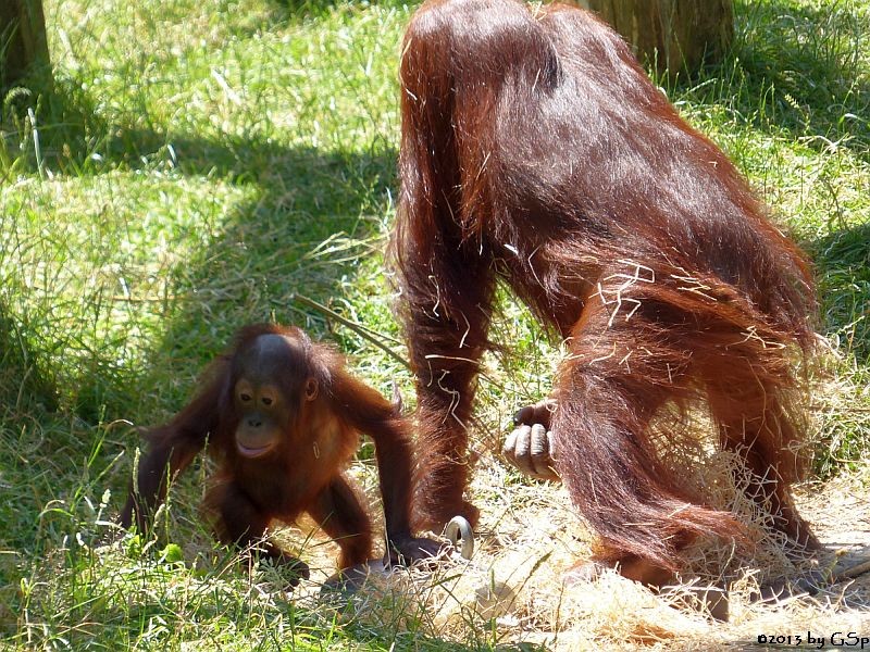 Borneo-Orang-Utan