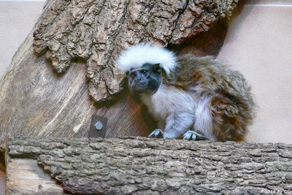 Lisztäffchen (Lisztaffe, Pinchéaffe)