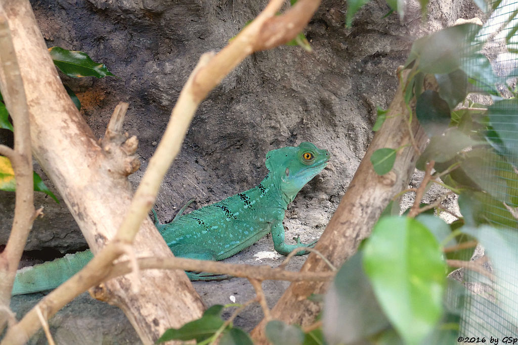 Stirnlappenbasilisk(Federbuschbasilisk)