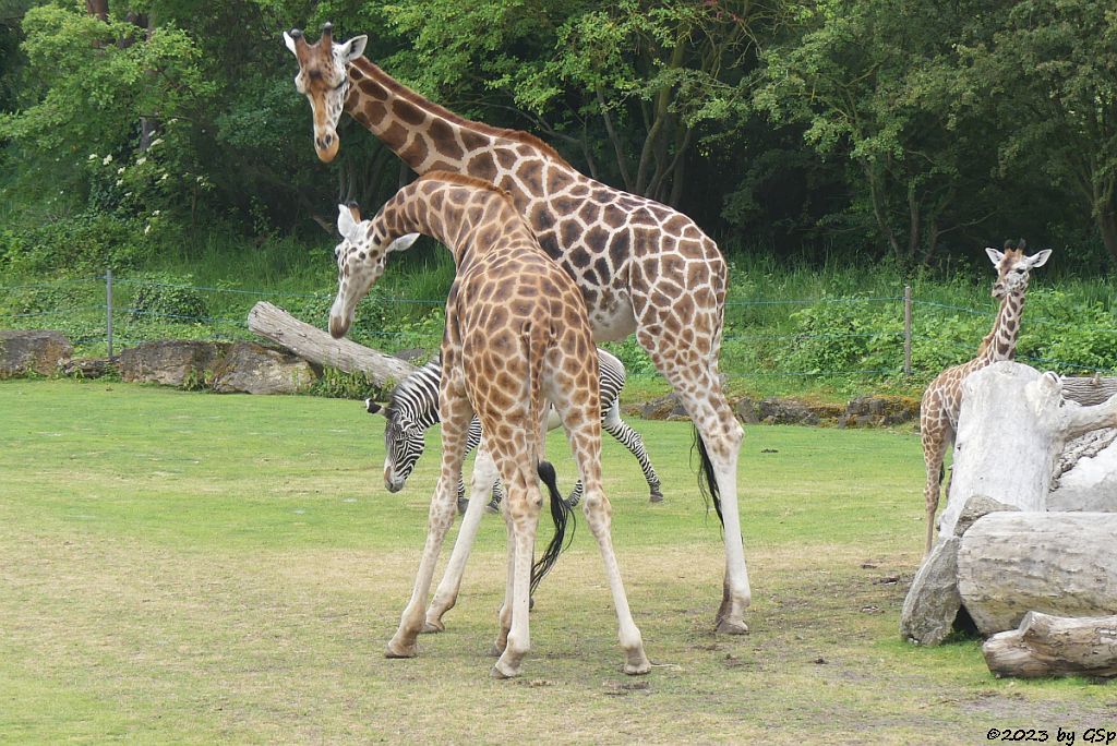 Rothschildgiraffe (Uganda-Giraffe, Baringo-Giraffe), Jungtier geb. am 6.2.23, Grévy-Zebra