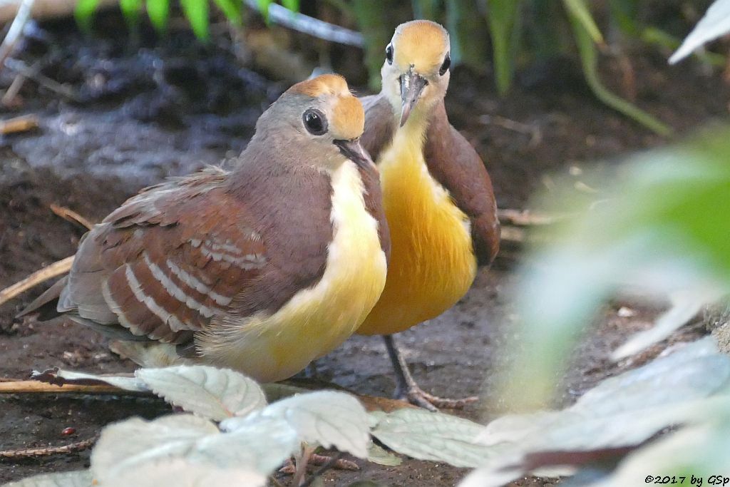 Goldbrusttaube (Goldbrust-Erdtaube)