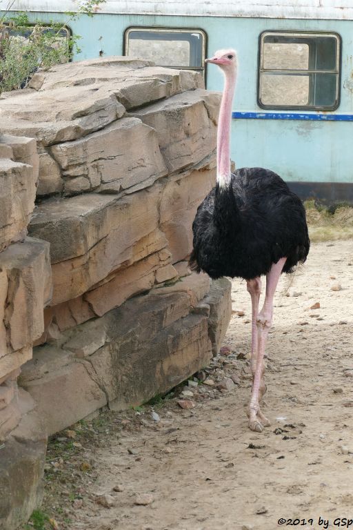 Nordafrikanischer Strauß (Nordafrikanischer Rothalsstrauß)