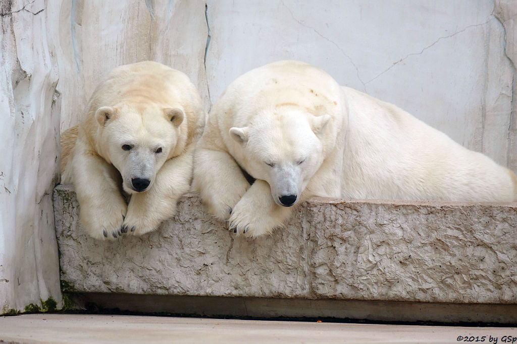 Eisbär