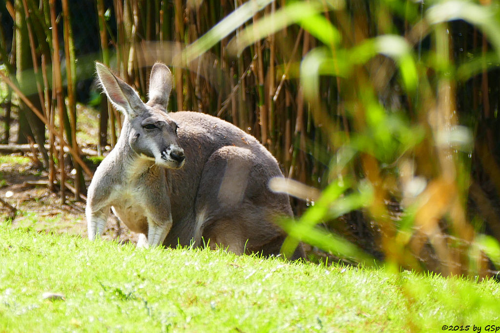 Rotes Riesenkänguru