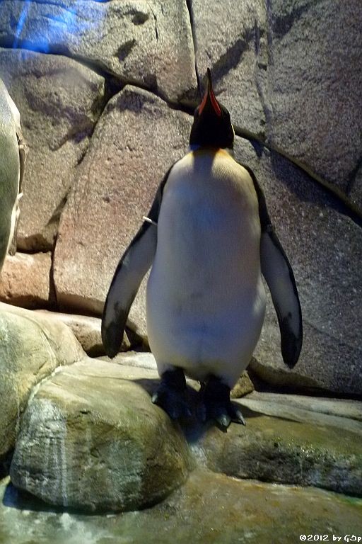 Königspinguin