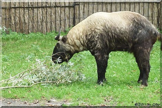 Mishmi-Takin