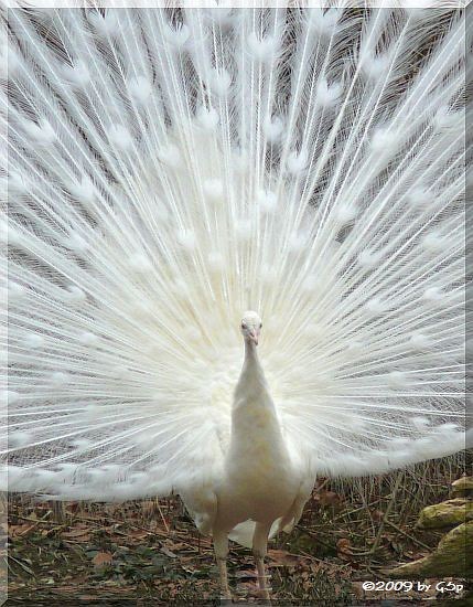 Mutierter Blauer Pfau