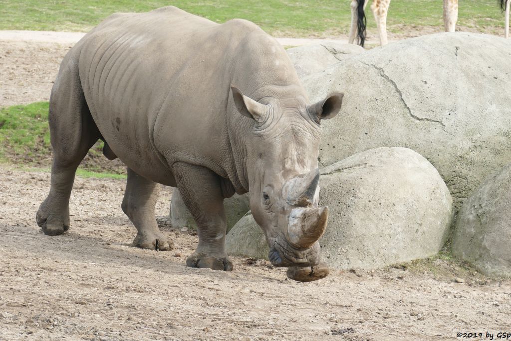 Südliches Breitmaulnashorn