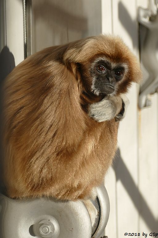 Weißhandgibbon (Lar)