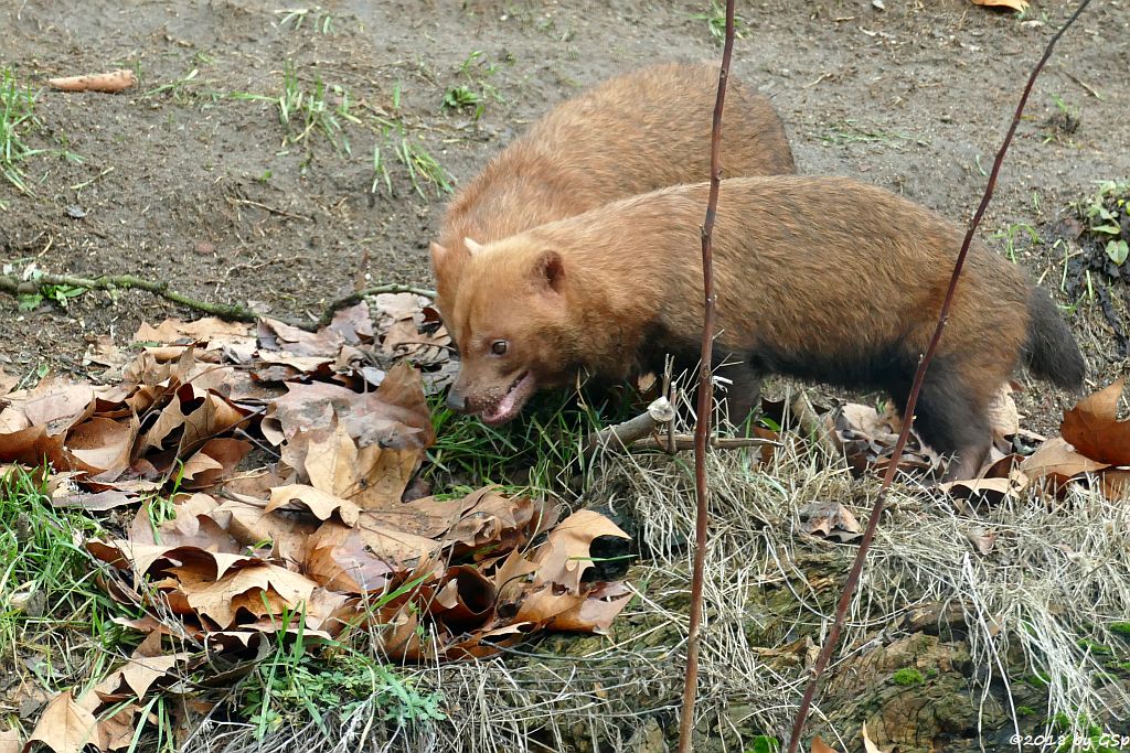 Waldhund (Buschhund)