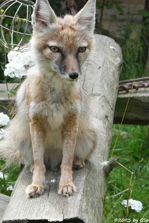 Korsak (Steppenfuchs)