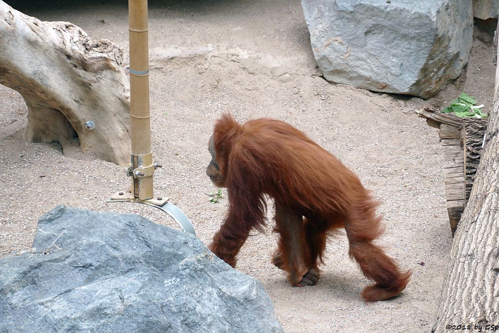 Sumatra-Orang-Utan