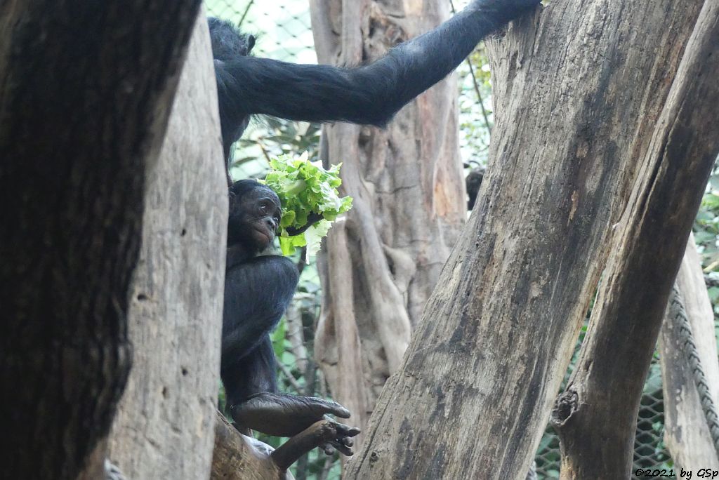 Bonobo (Zwergschimpanse)