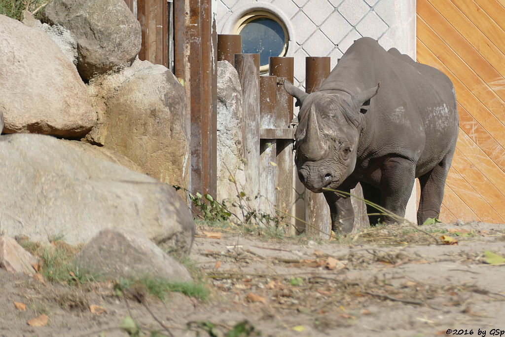 Spitzmaulnashorn