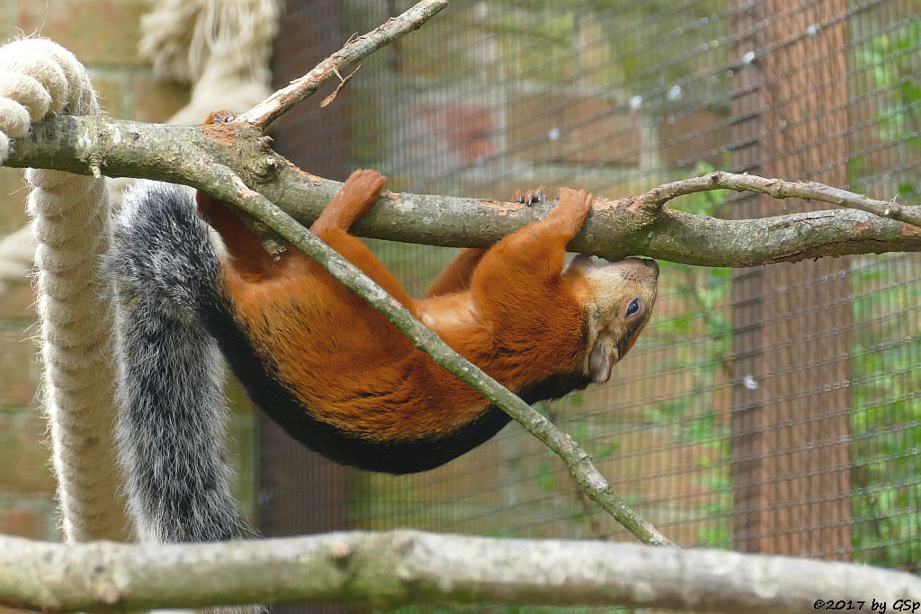 Rotflanken-Bunthörnchen (Rotflanken-Baumhörnchen)