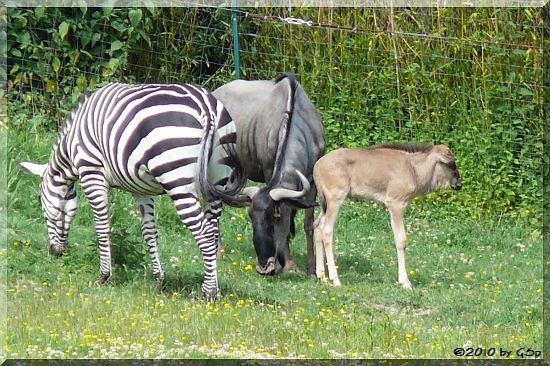 Böhmzebra Streifengnu m. Jungtier, geb. am 4.6.10 (19 Tage alt