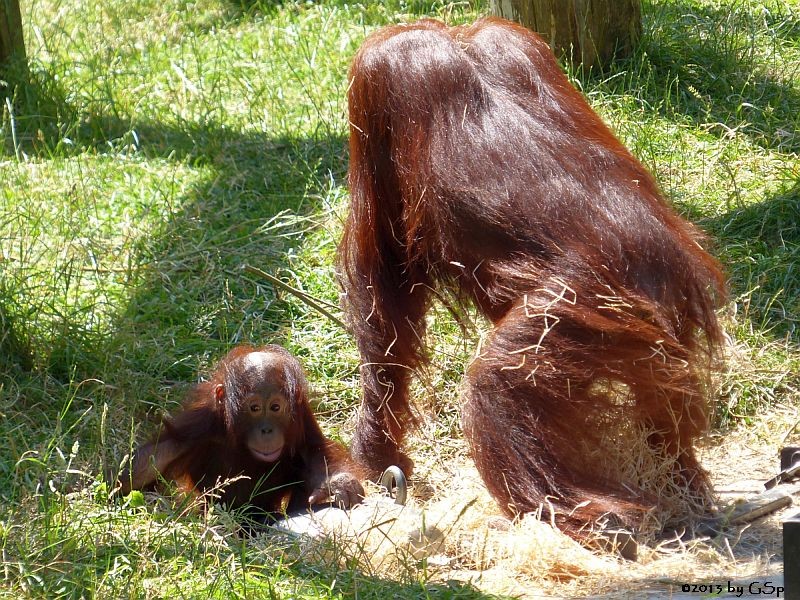 Borneo-Orang-Utan