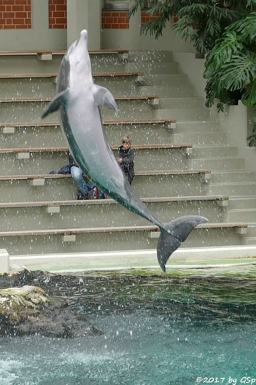 Atlantischer Großer Tümmler