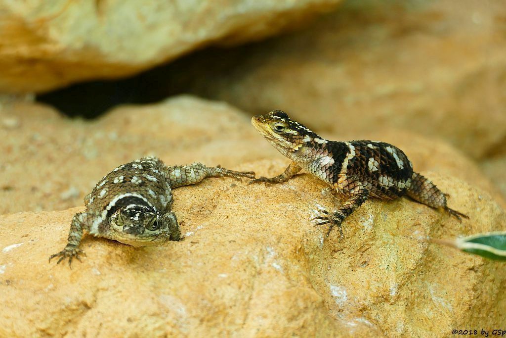 McDougall-Stachelleguan (Oaxaca Stachelleguan)