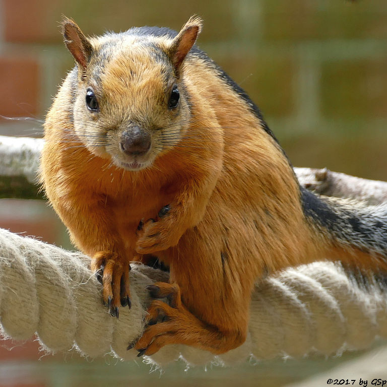 Rotflanken-Bunthörnchen (Rotflanken-Baumhörnchen)