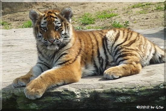 Sibirische Tigerin MILA 