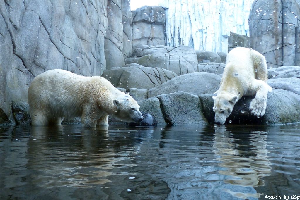 Eisbär VICTORIA und BLIZZARD