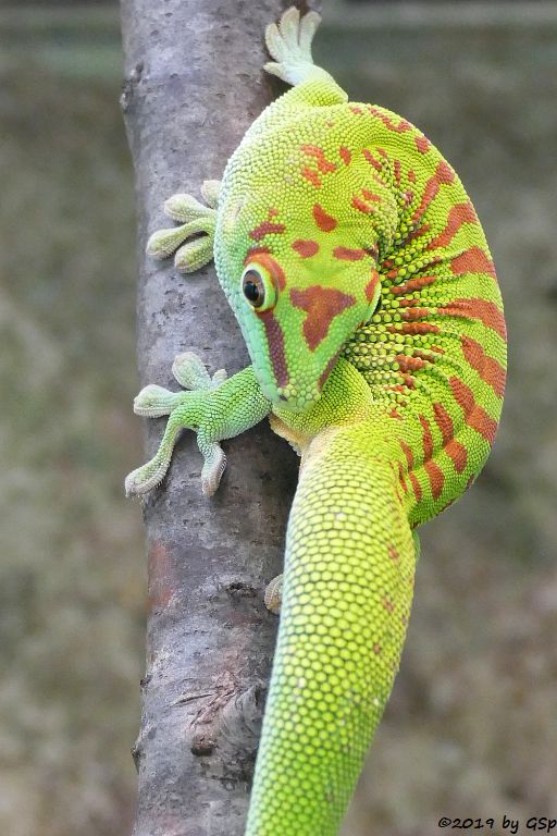Großer Taggecko (Großer Madagaskar-Taggecko)
