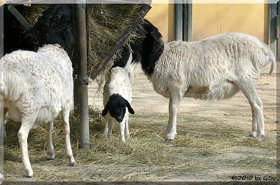 Somali-Schwarzkopfschaf