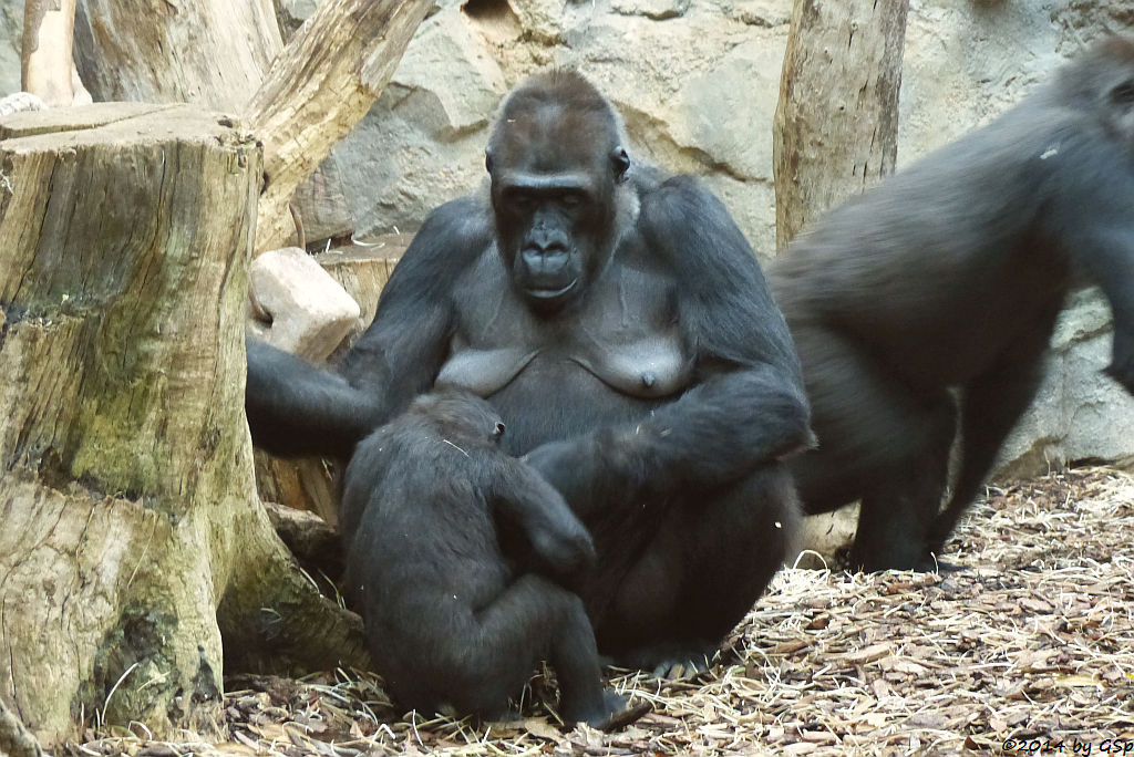 Flachlandgorilla REBECCA mit SAWA