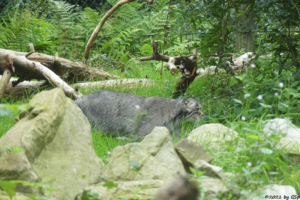 Mongolischer Manul (Sibirischer Manul)