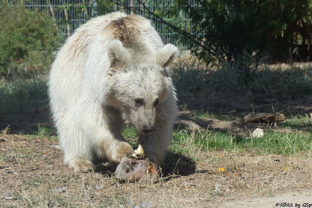 Syrischer Braunbär