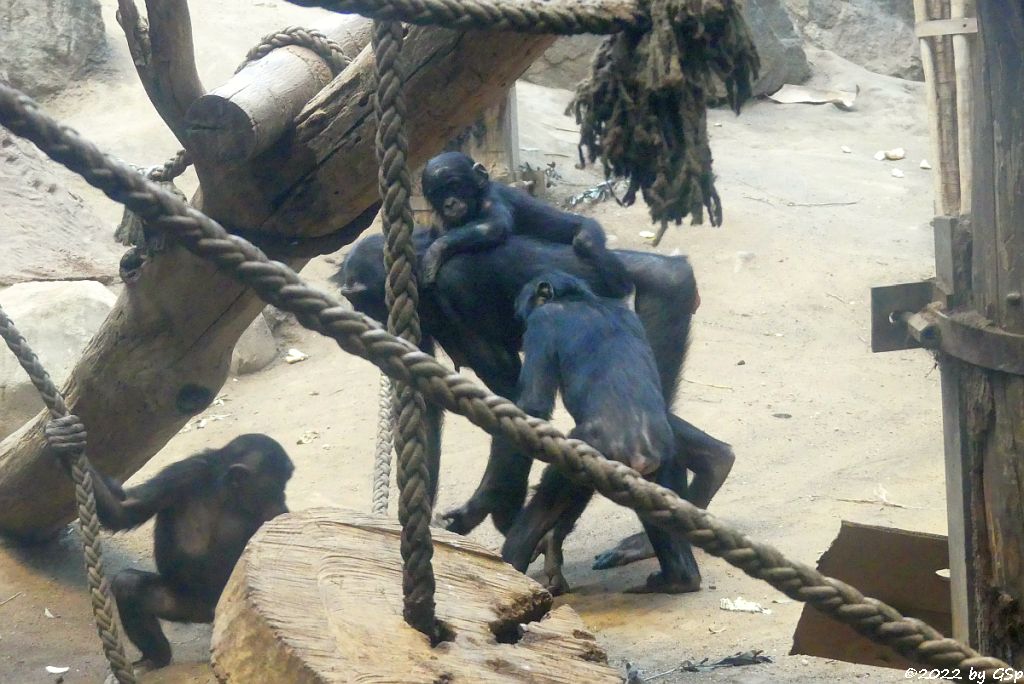 Bonobo (Zwergschimpanse)