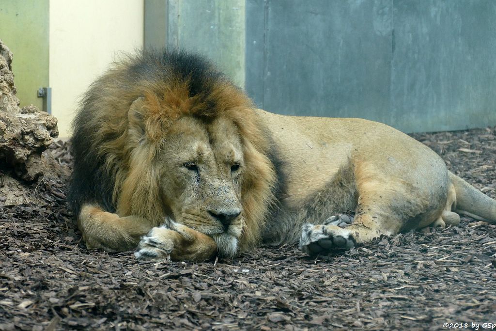 Asiatischer (Indischer) Löwe KUMAR