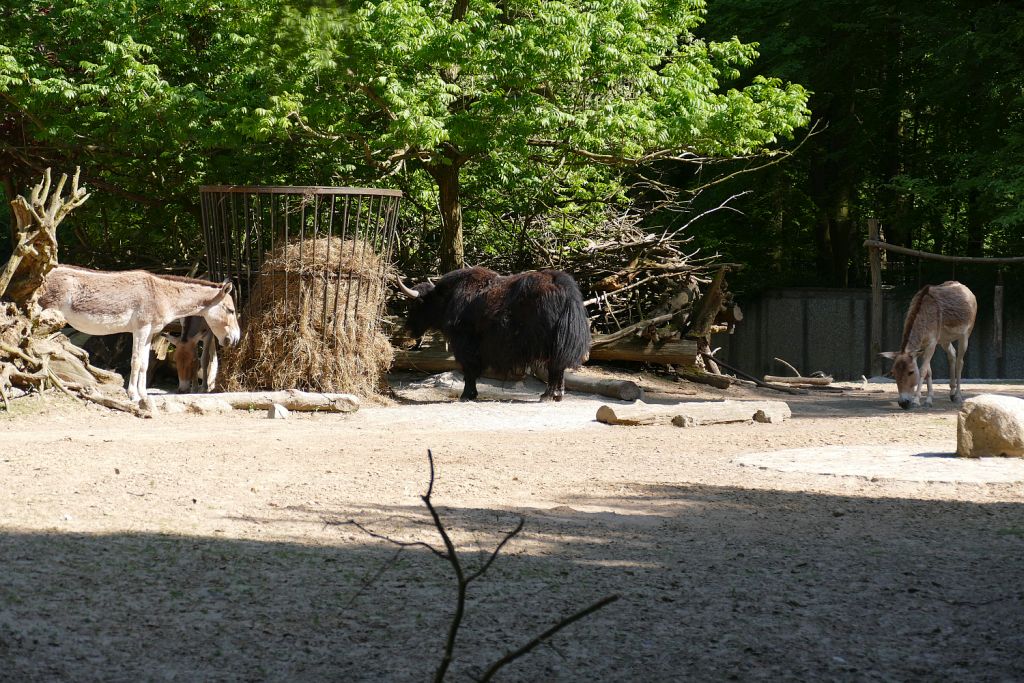 Kulan (Turkmenischer Halbesel), Hausyak