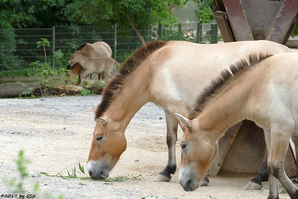 Przewalskipferd (Przewalski-Urwildpferd, Asiatisches Wildpferd), Jungtier geb. am 3.7.17 (3 1/2 Wochen)