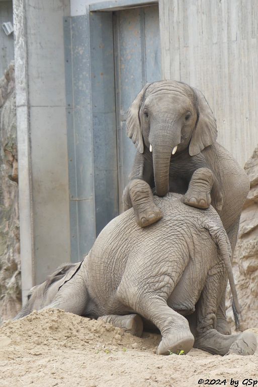 Elefanten Zoo Halle: TAMIKA, ELANI